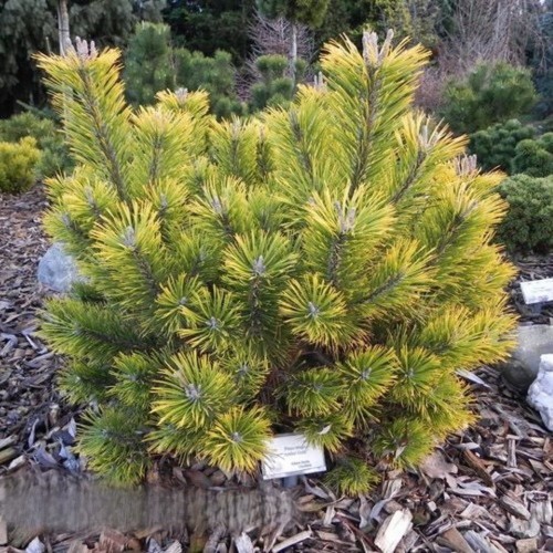 Pinus mugo 'Amber Gold' - Mägimänd 'Amber Gold' C2/2L